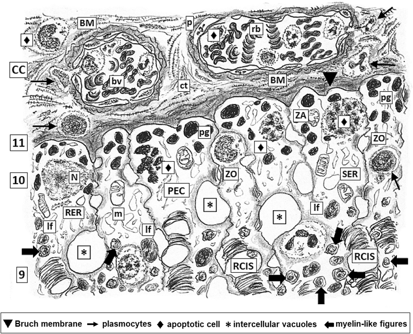 Fig. 5