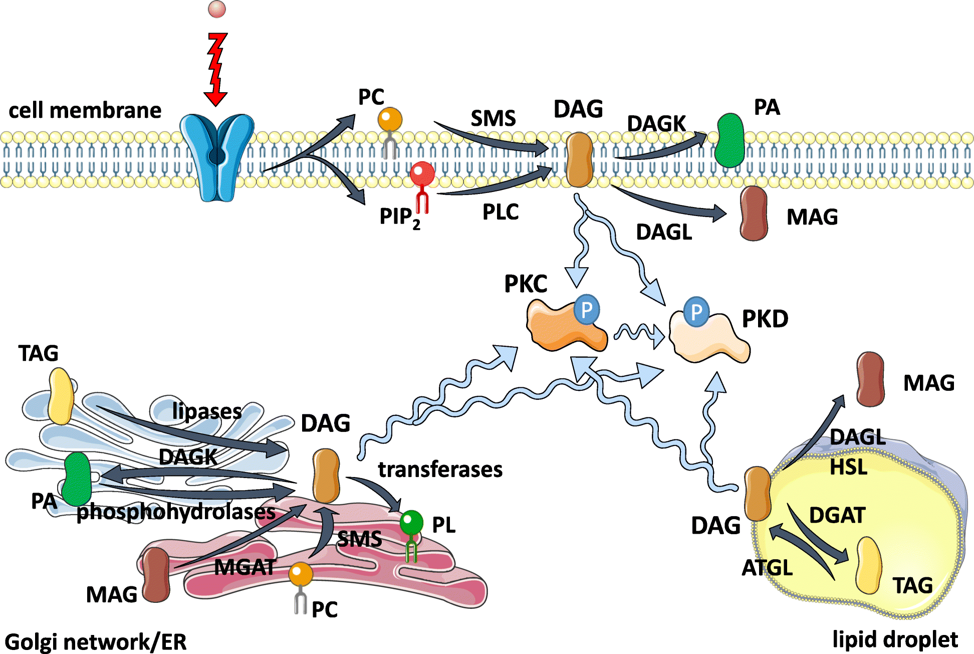 Fig. 1