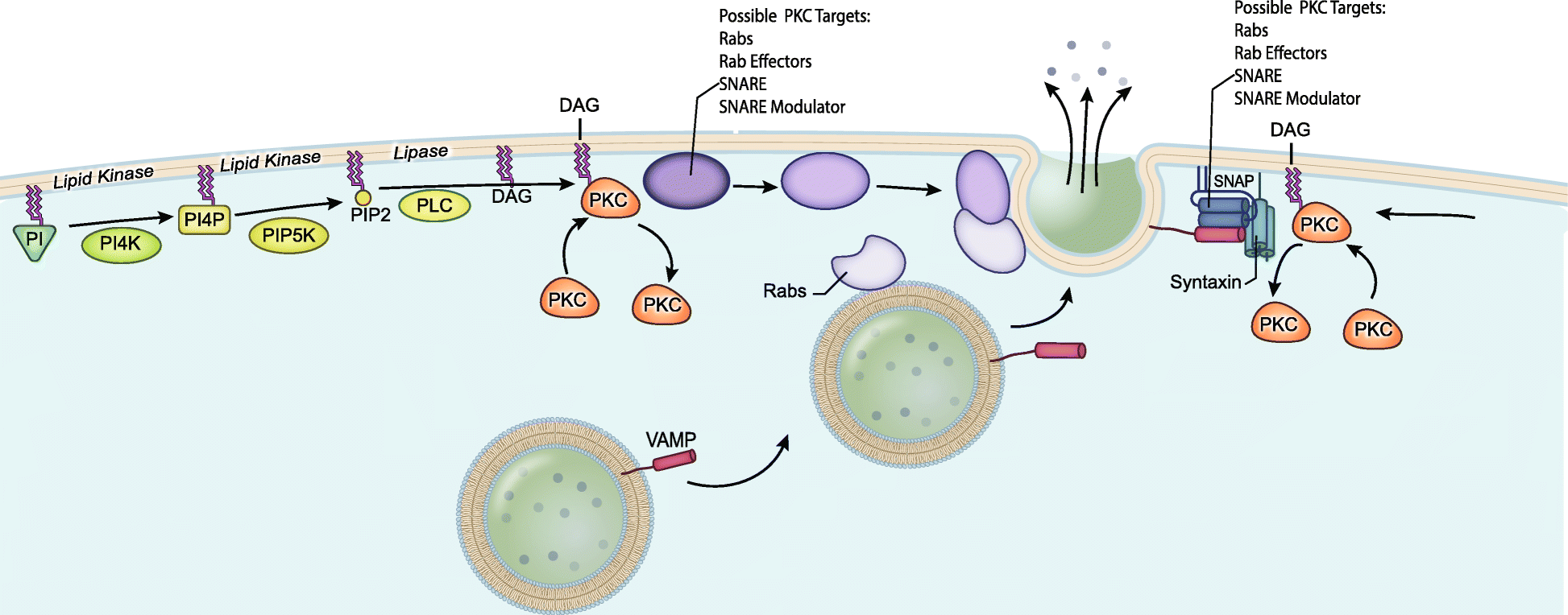 Fig. 9