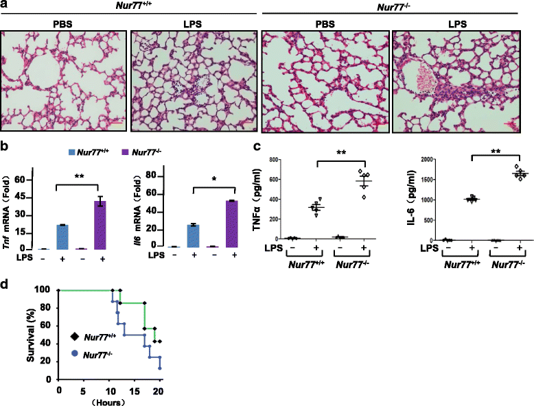 Nur77-mediated TRAF6 signalling protects against LPS-induced sepsis in mice  | Journal of Inflammation | Full Text
