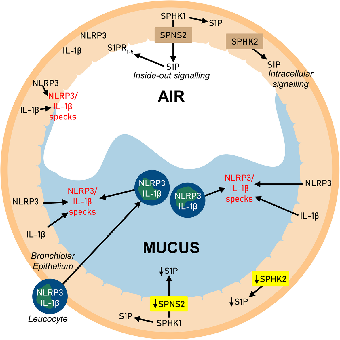 Fig. 9