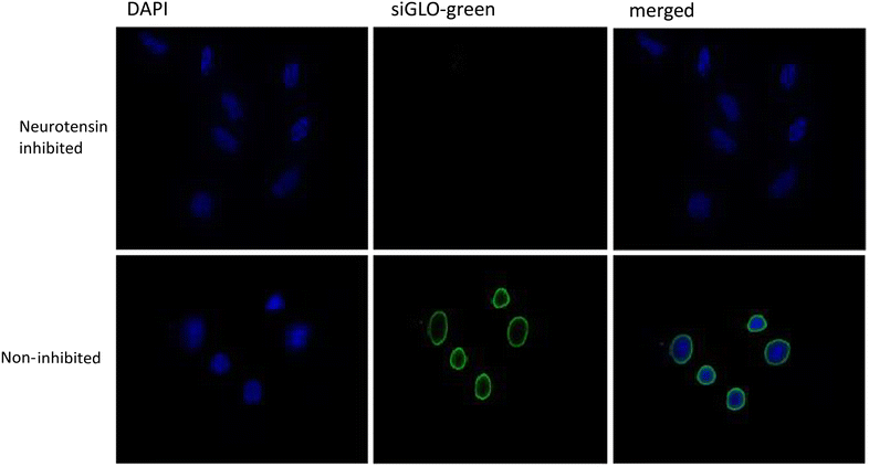 Fig. 6