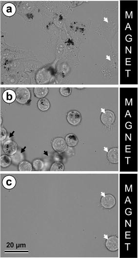 Fig. 7