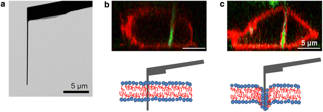 Fig. 1