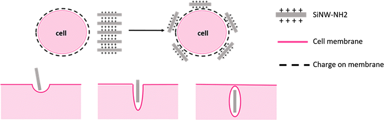 Scheme 1