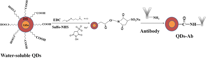 Scheme 2