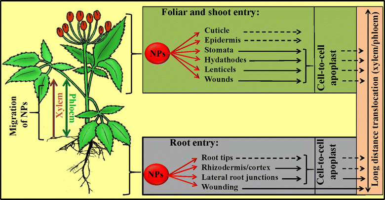 Fig. 1