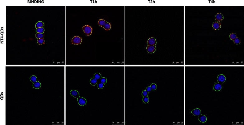 Fig. 4