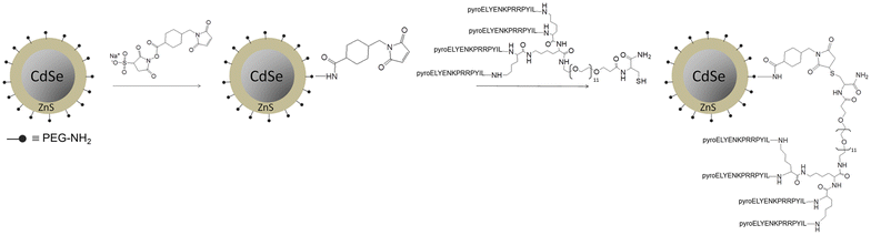 Scheme 1