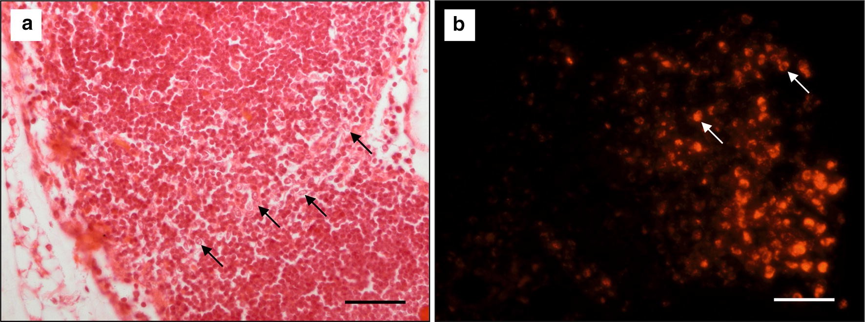 Fig. 13