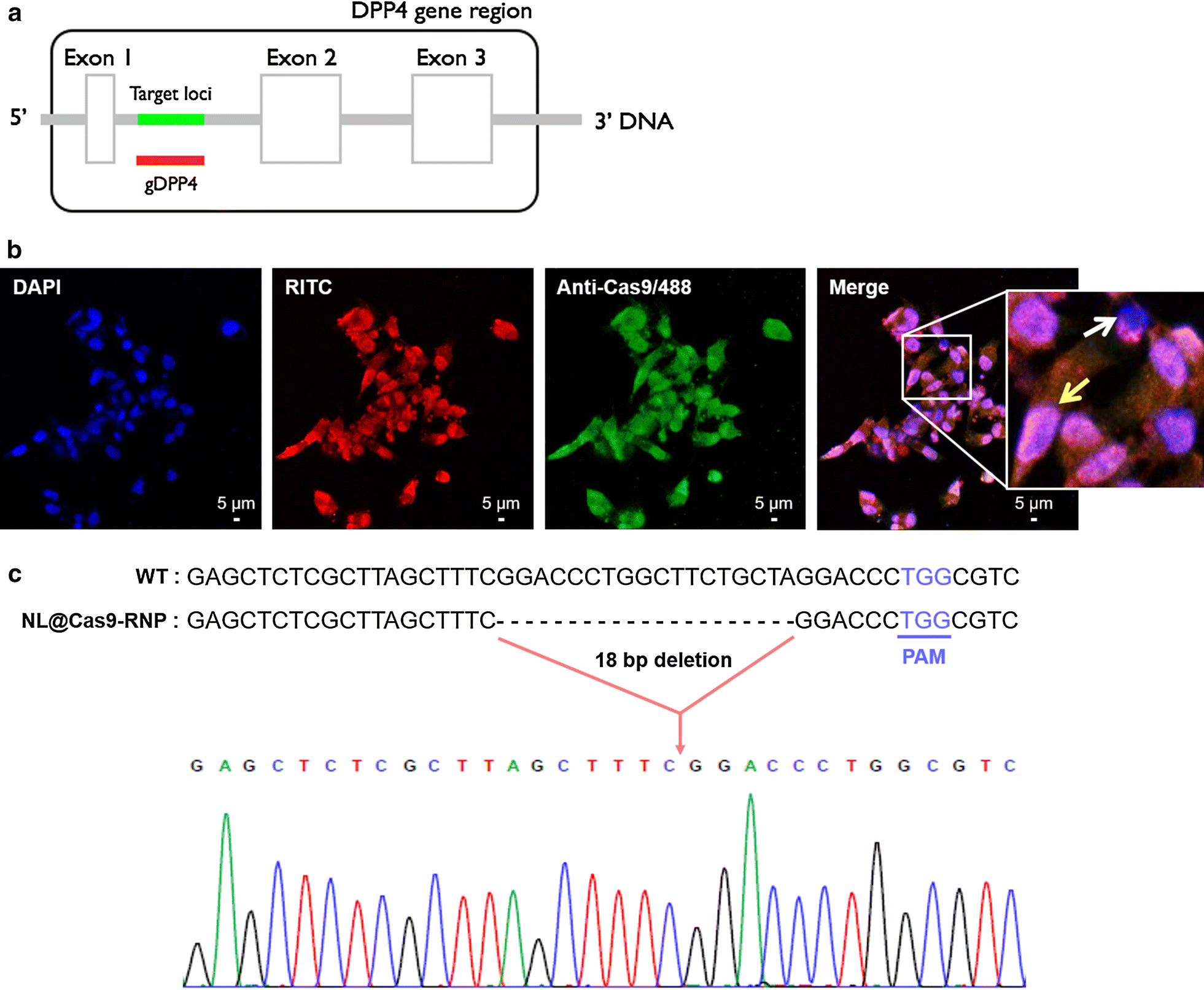 Fig. 2