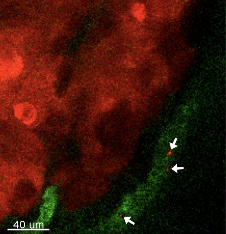 Fig. 2