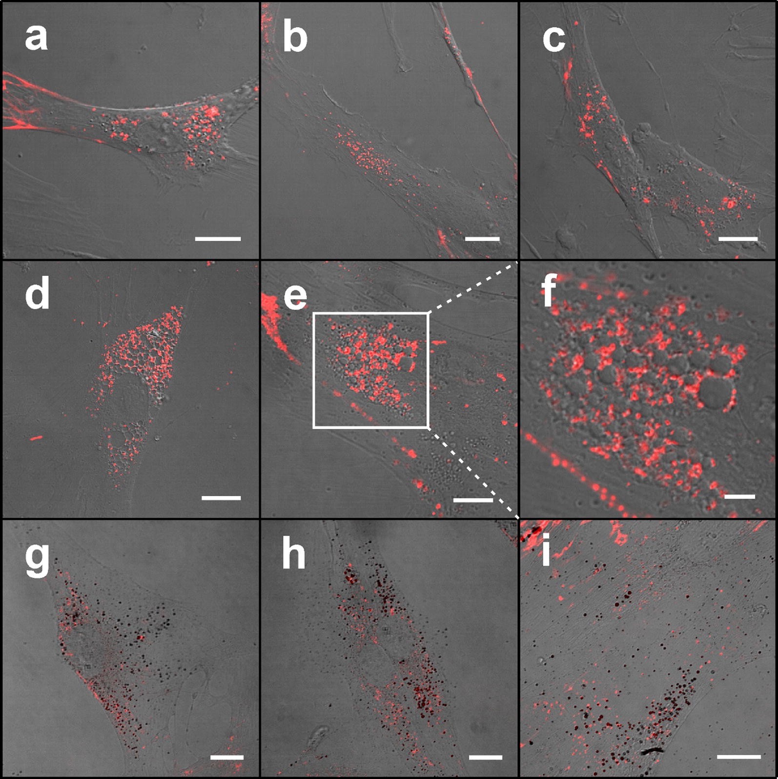 Fig. 2