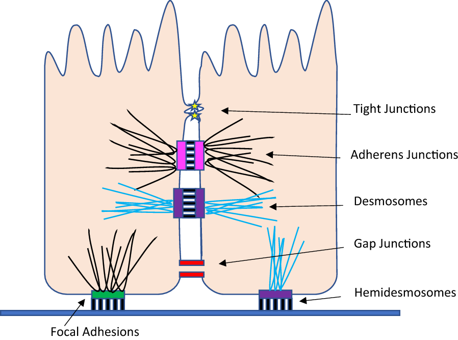 Fig. 1