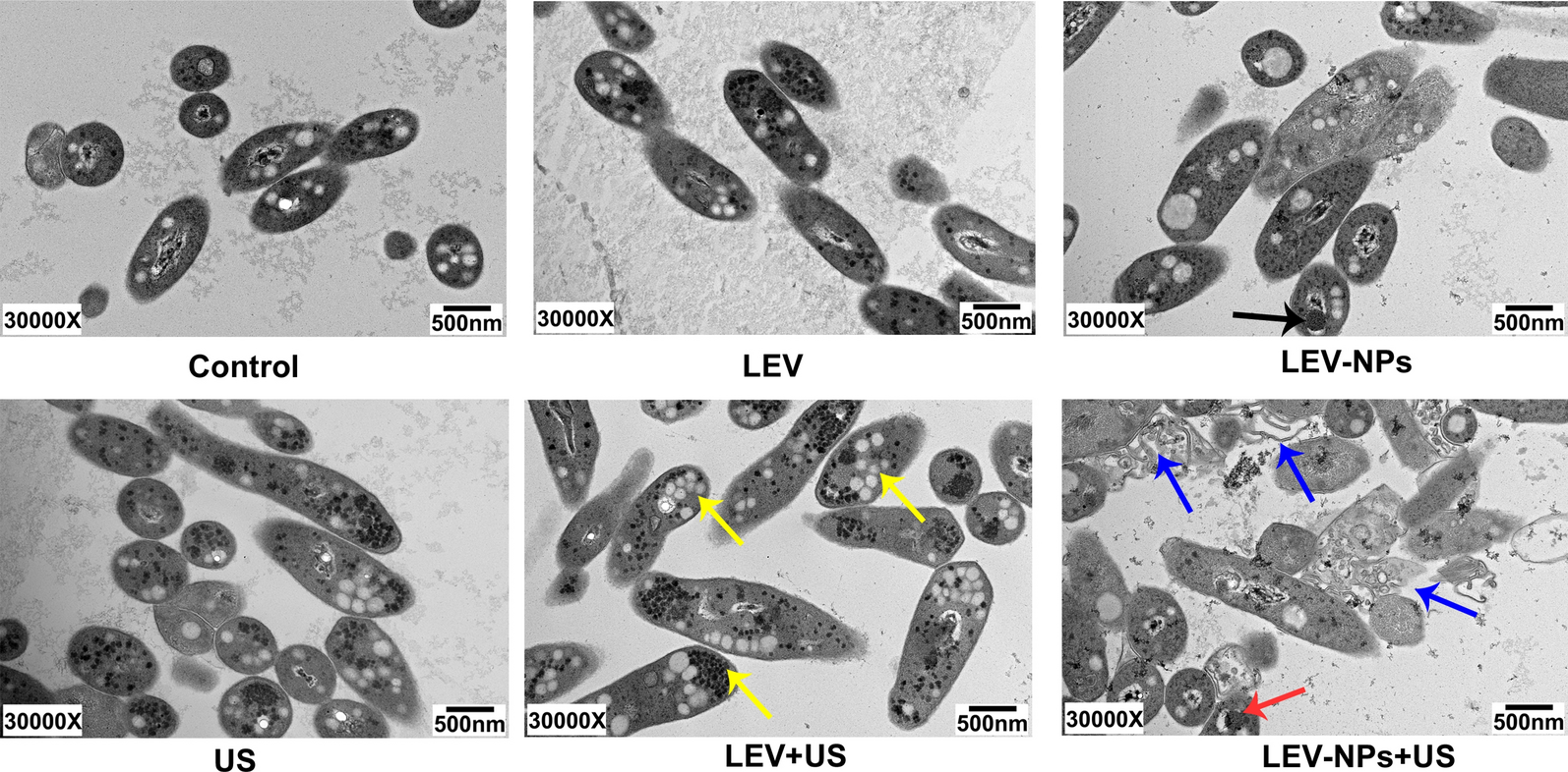 Fig. 8