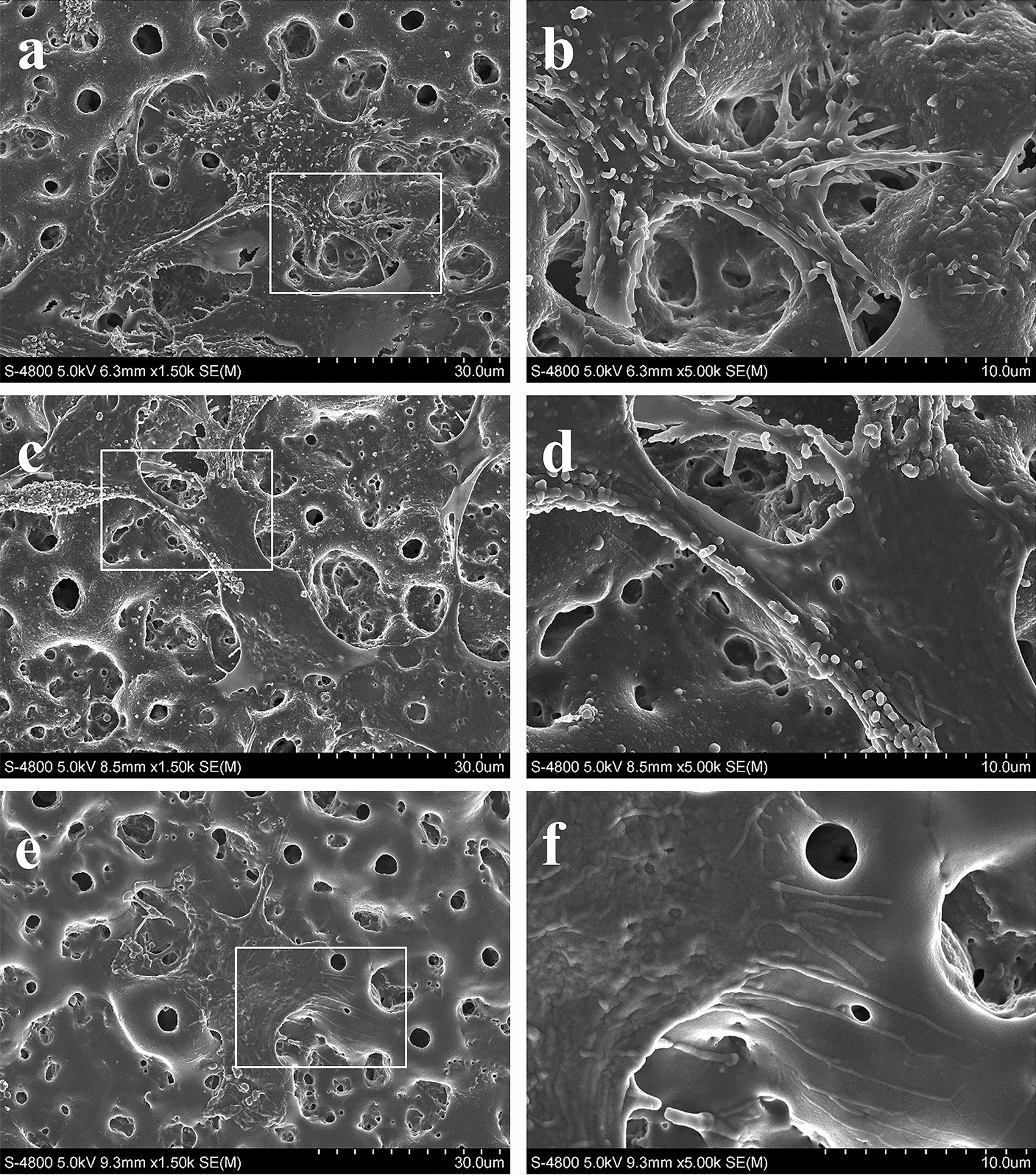 Fig. 6