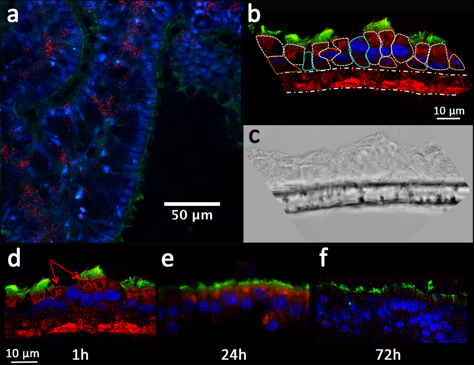 Fig. 2