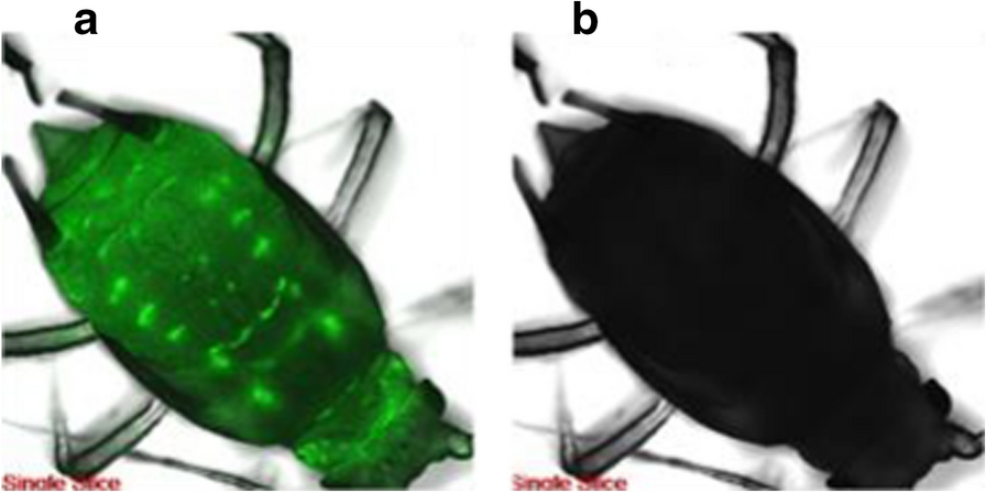 Fig. 7