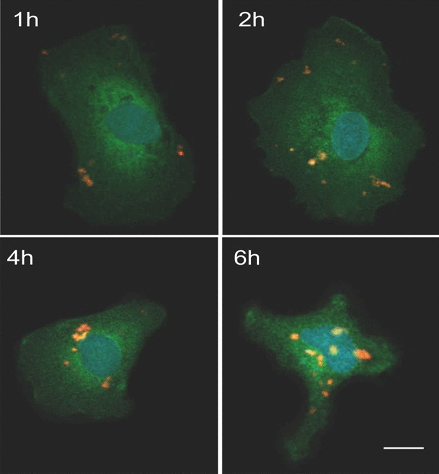 Fig. 6