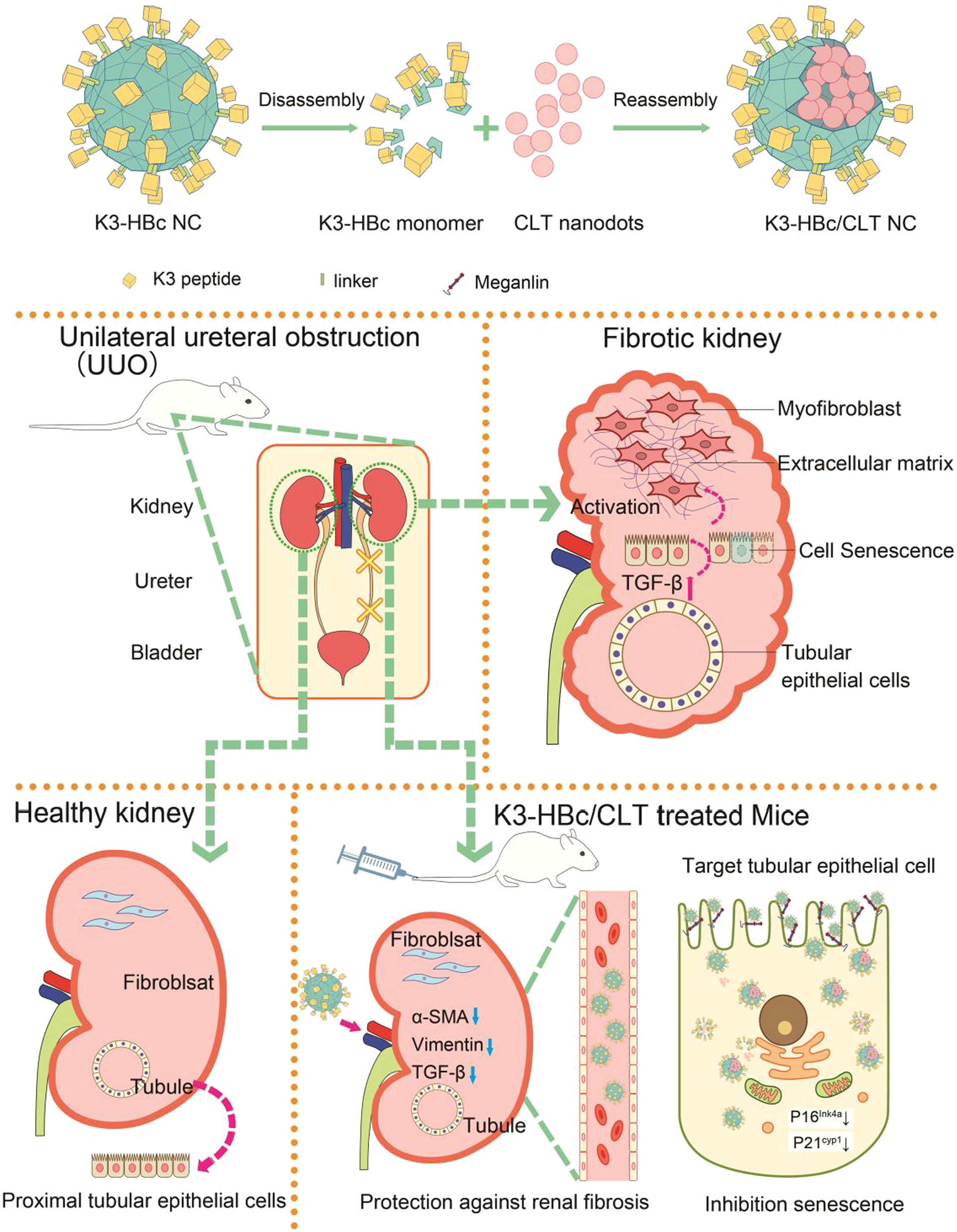 Soms soms tolerantie wasserette Tubule-specific protein nanocages potentiate targeted renal fibrosis  therapy | Journal of Nanobiotechnology | Full Text