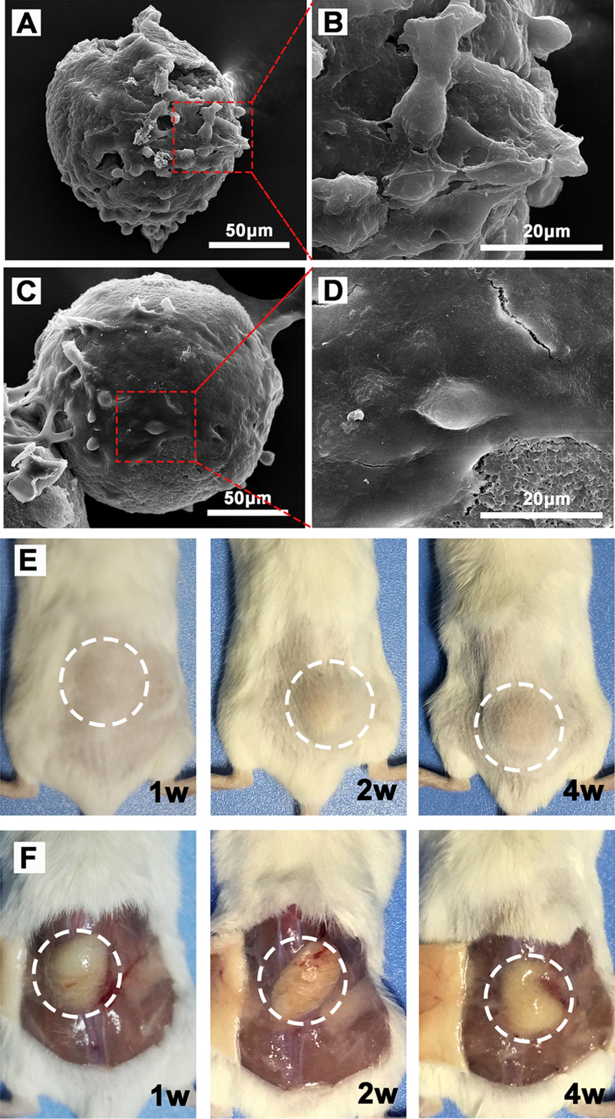 Fig. 9