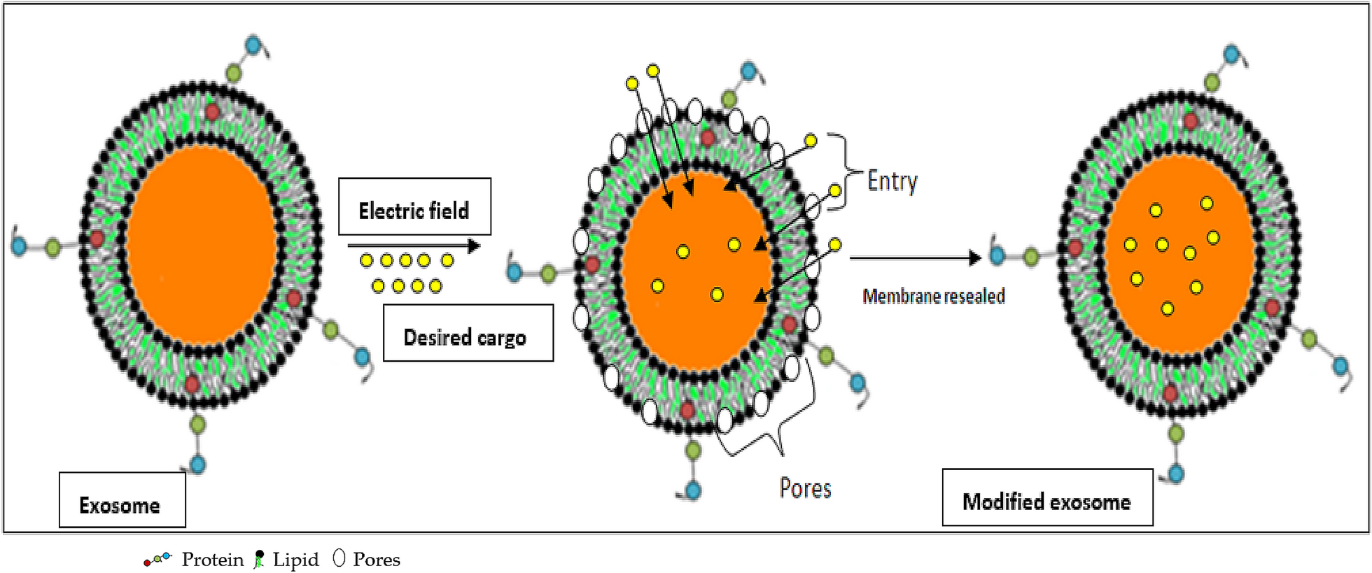 Fig. 8