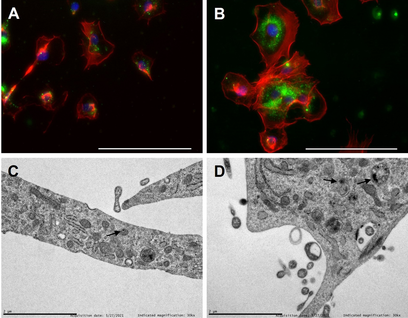 Fig. 4