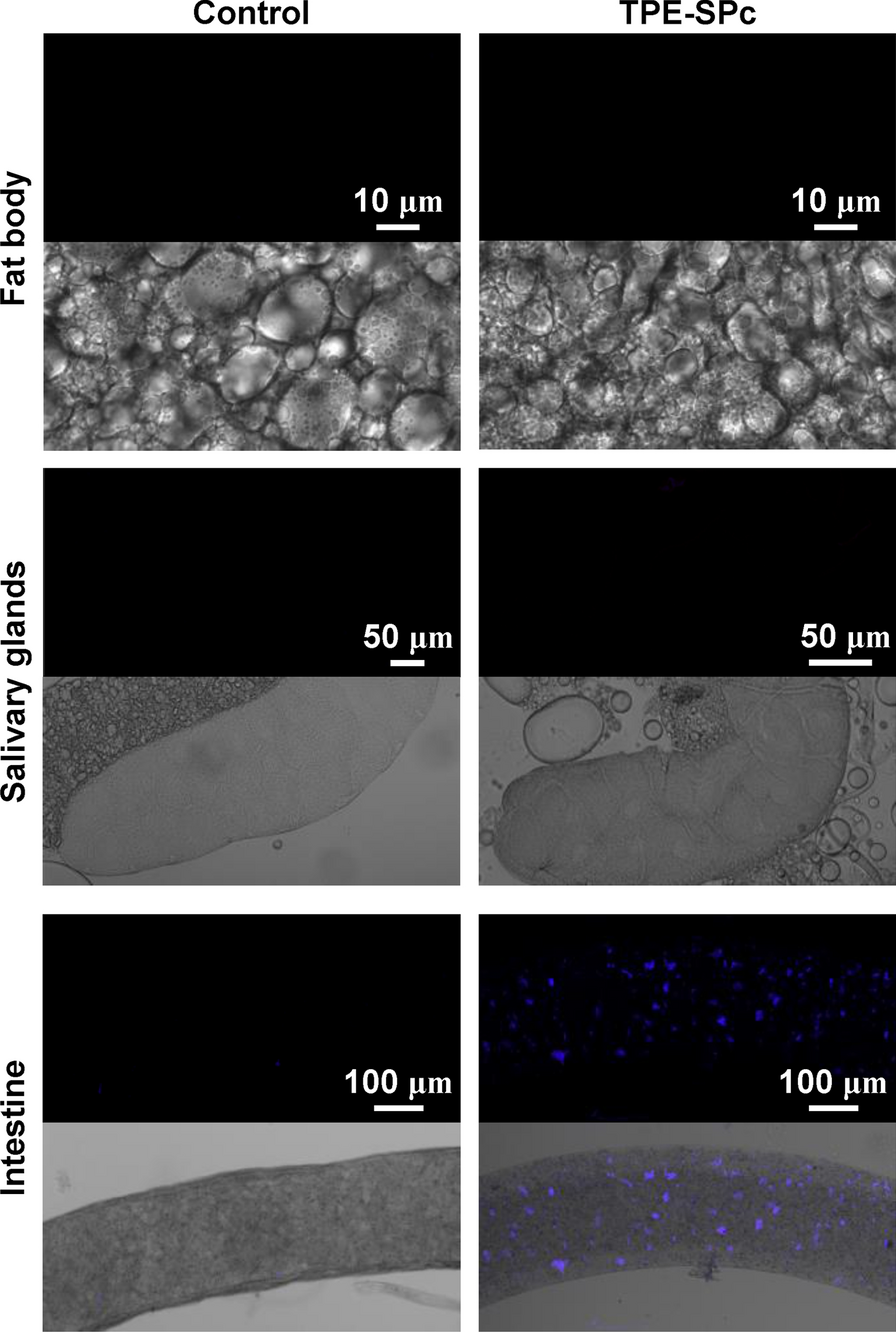 Fig. 9