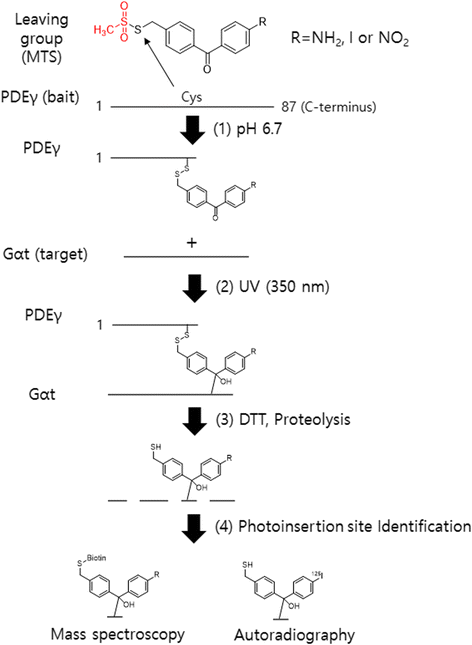 Fig. 11