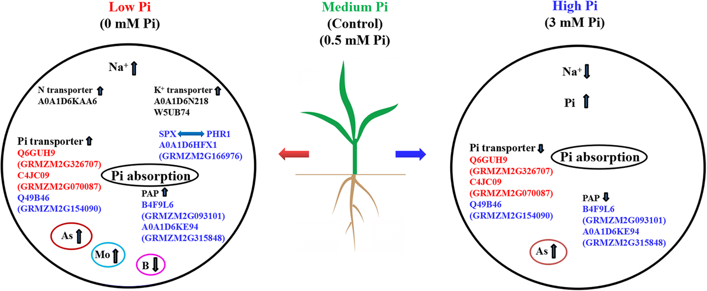 Fig. 11