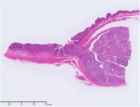 Fig. 5