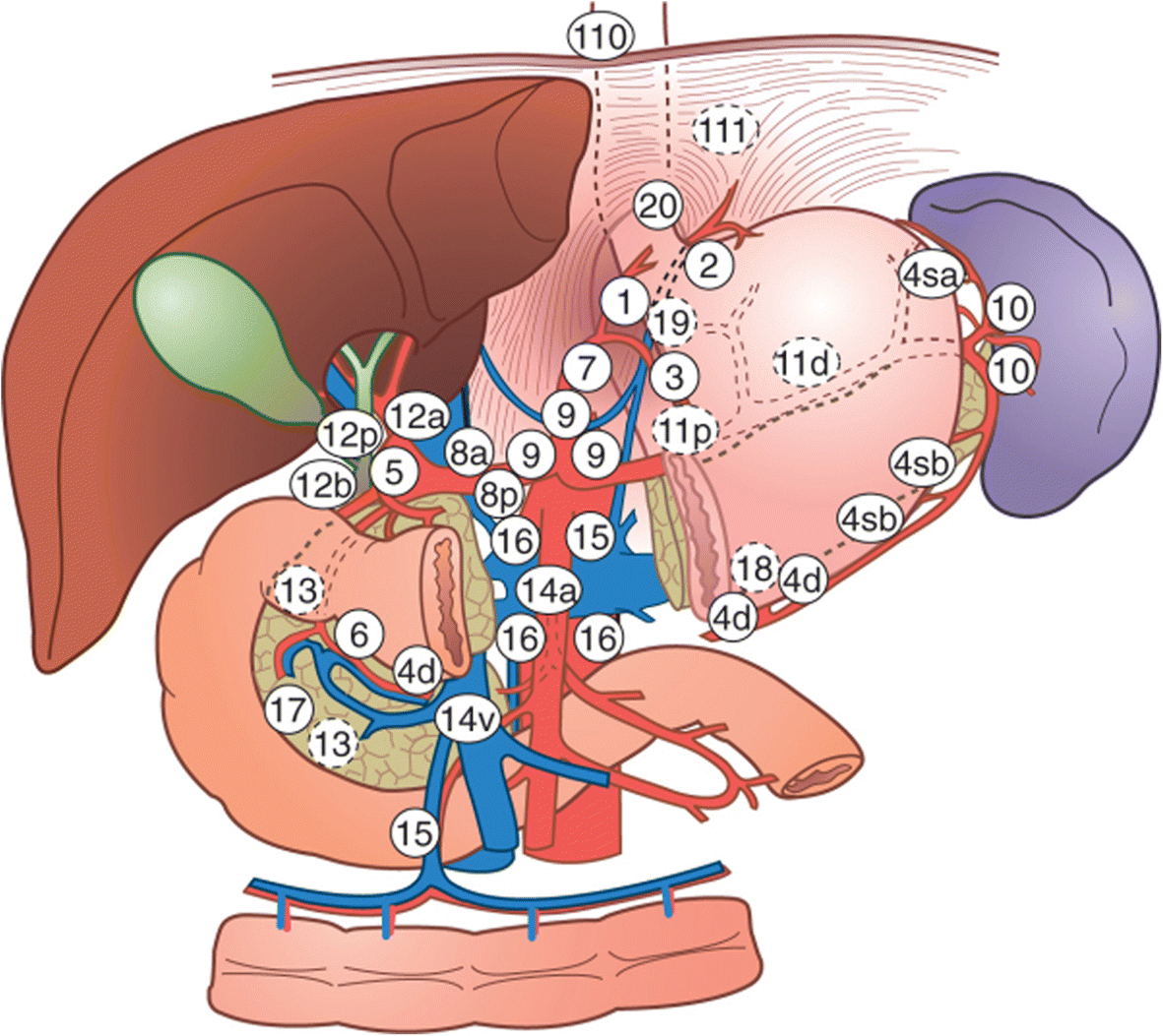 Gastric cancer lymph node stations, Lymphoma of the stomach helminti în tratamentul adulților
