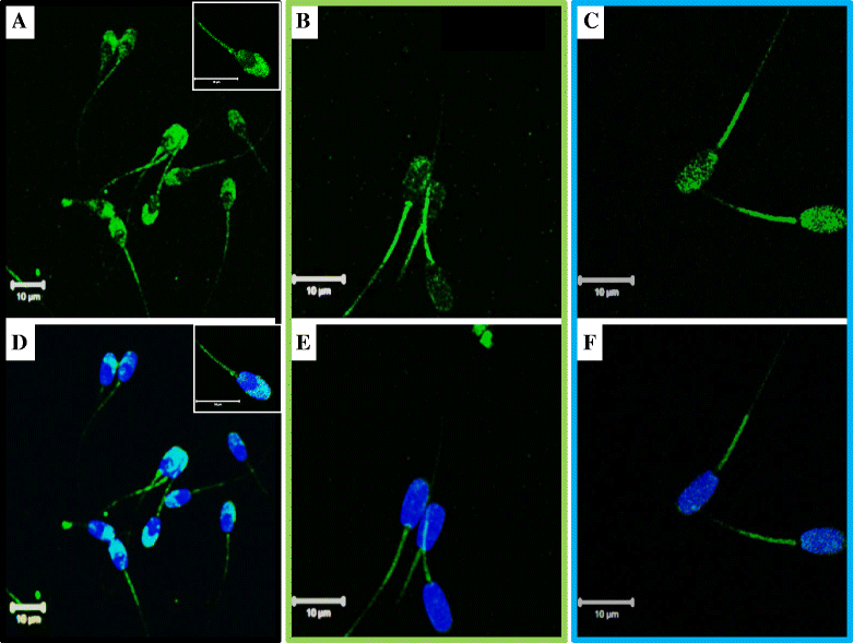 Fig. 10