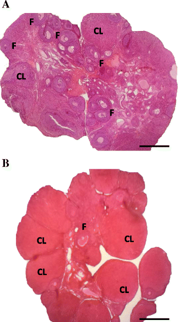 Fig. 8