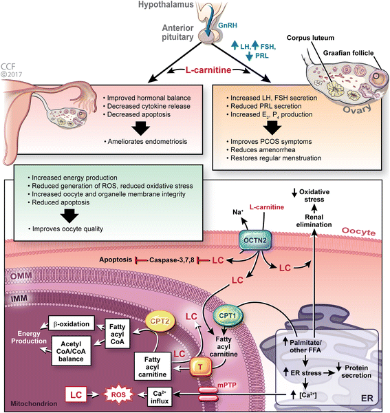 Role of L-carnitine in female infertility | Reproductive Biology and  Endocrinology | Full Text