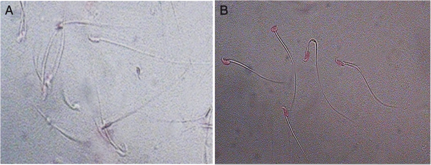 Fig. 5