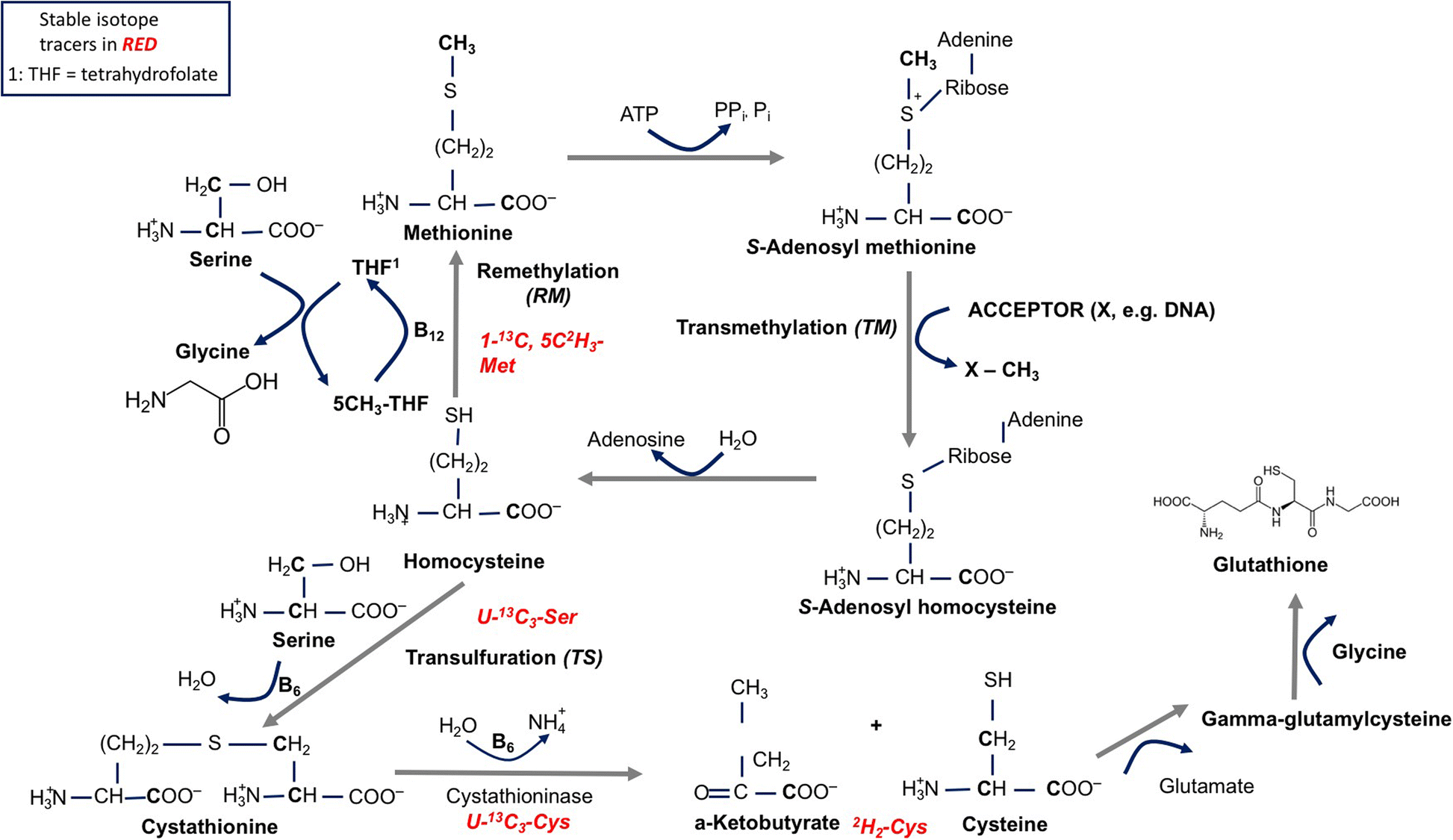 Fig. 1