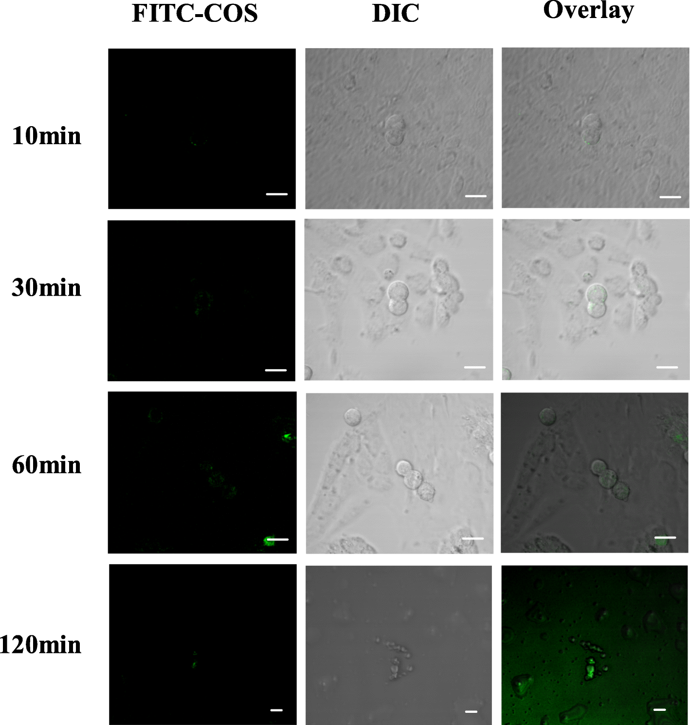 Fig. 6