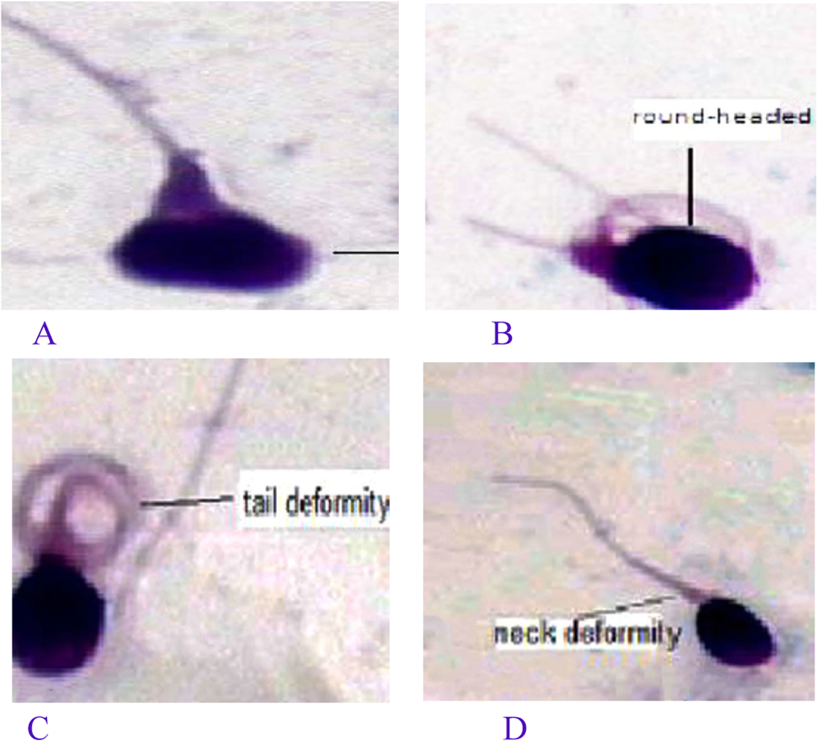 Fig. 5