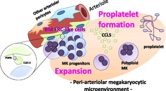 Fig. 10