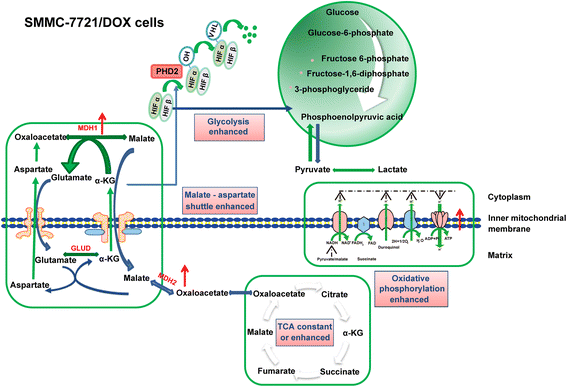 Fig. 12