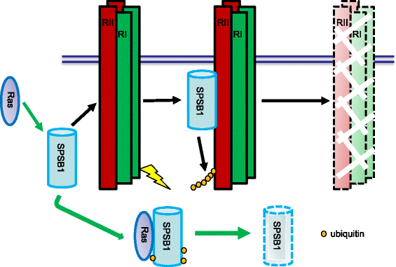 Fig. 9