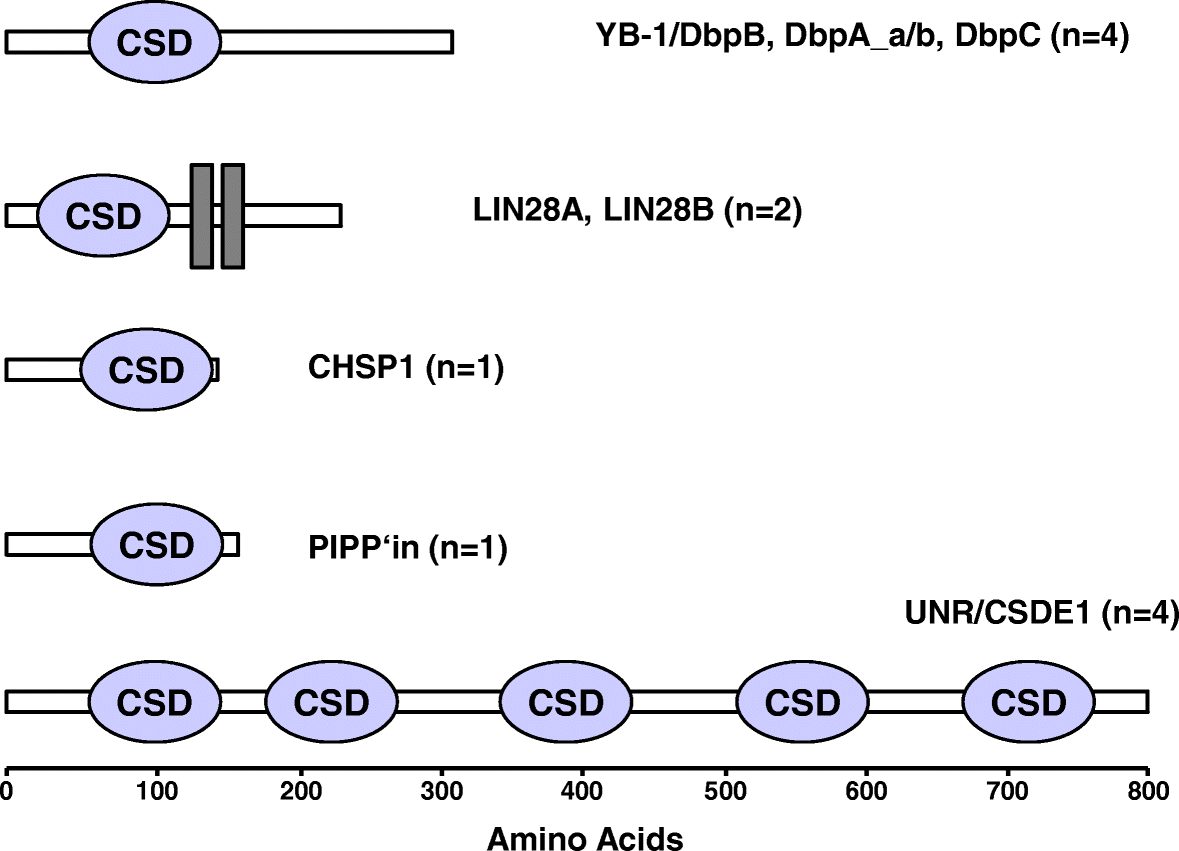 cold shock proteins from cellular mechanisms to pathophysiology and