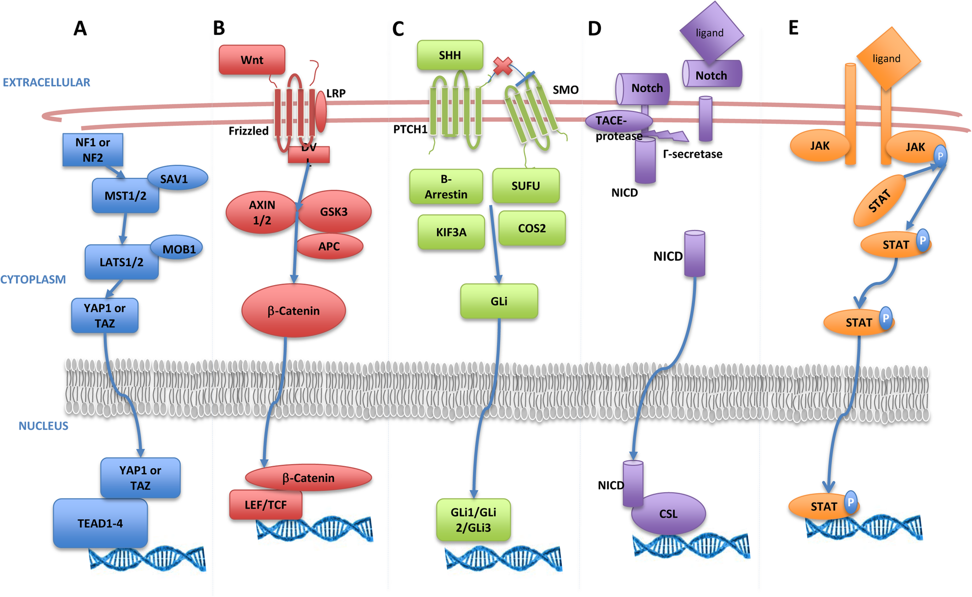 Fig. 1