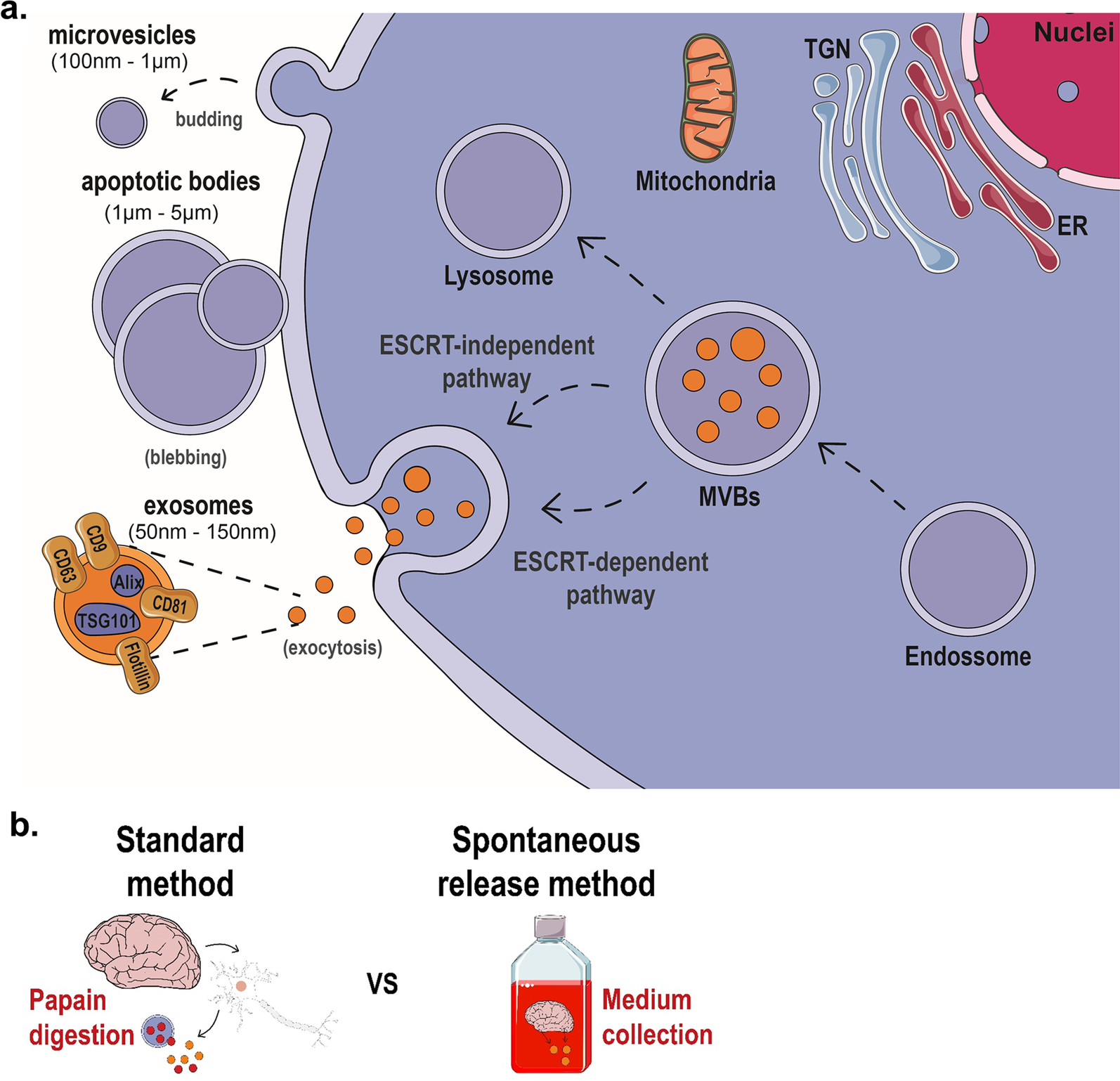 Comprehensive isolation of extracellular vesicles and