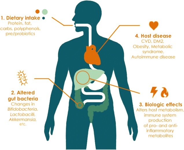 Relationship between diet, gut microbiome and associated diseases