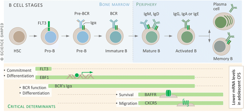 Fig. 4