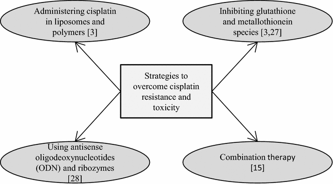 cisplatin based therapy the role of the mitogen activated protein cisplatin mechanism of action