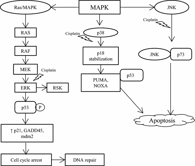 cisplatin based therapy the role of the mitogen activated protein cisplatin mechanism of action
