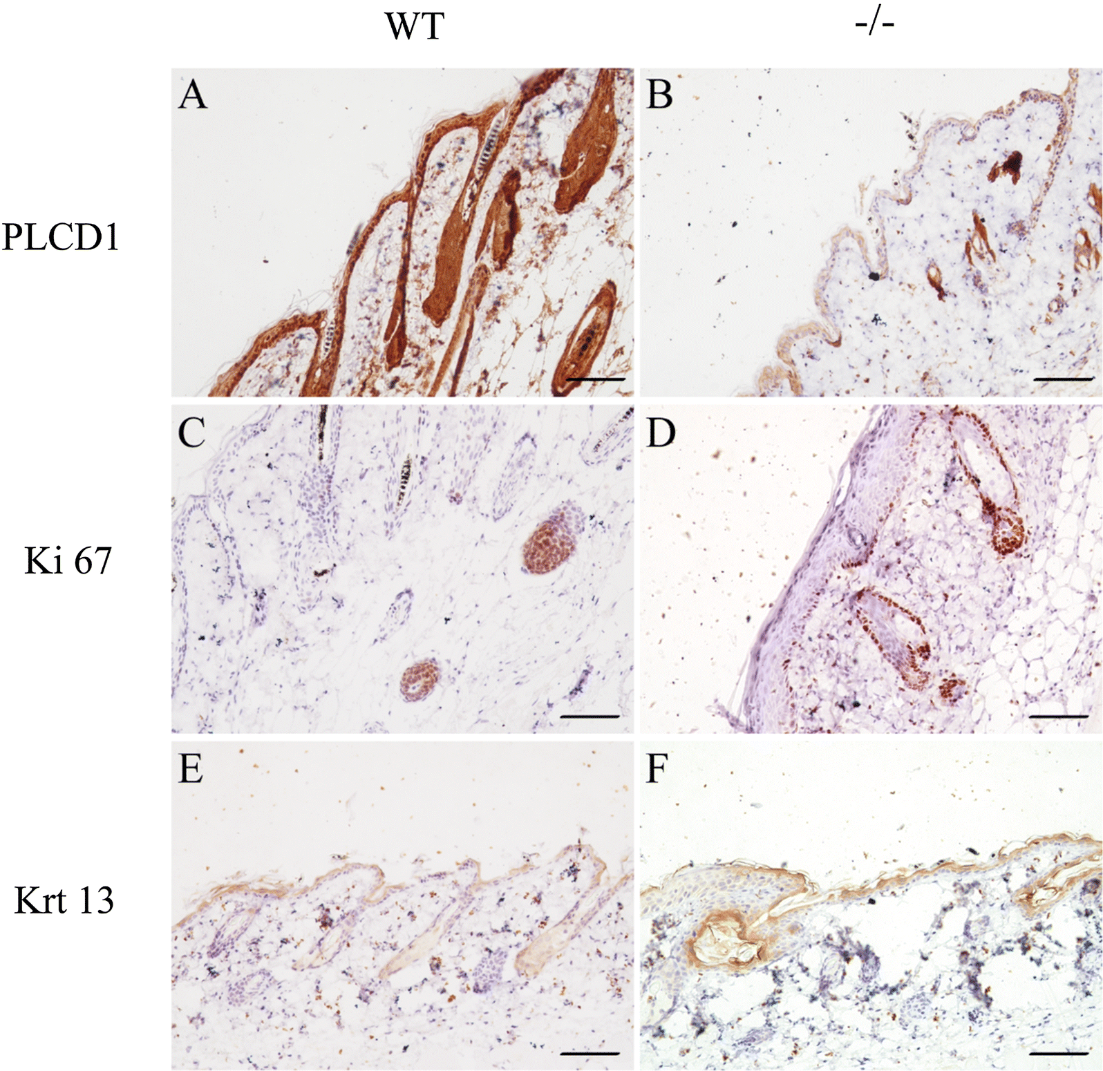 Fig. 6